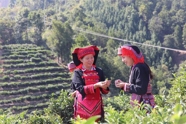 【勞模風(fēng)采】“六堡葉子”托起瑤鄉(xiāng)振興夢——記全國勞動模范祝雪蘭