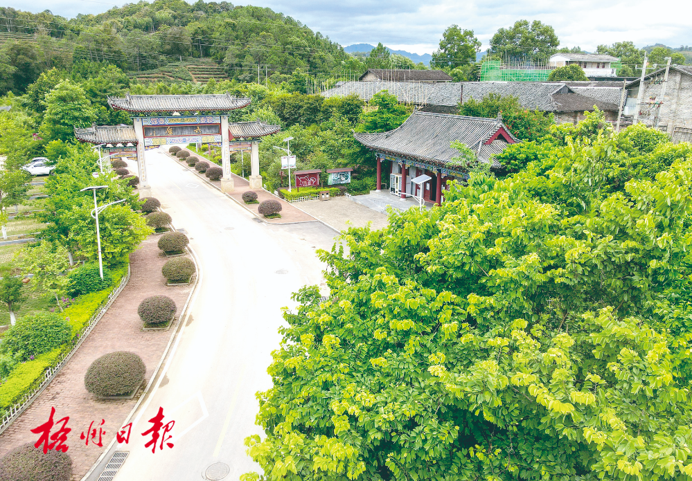 梧州全市生態(tài)茶園面積達(dá)33.34萬(wàn)畝！