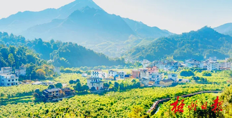 排名全國第13名！“梧州六堡茶”品牌價值實現(xiàn)新突破